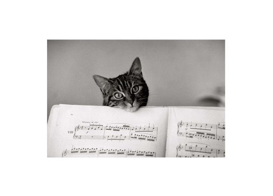 Cat with Sheet Music Card