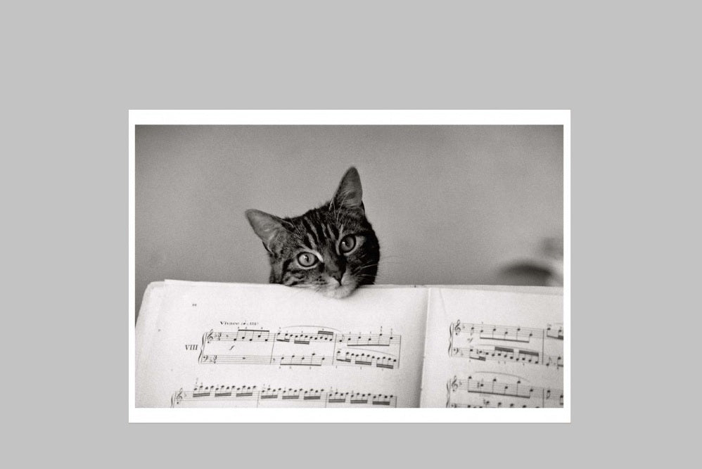 Cat with Sheet Music Card